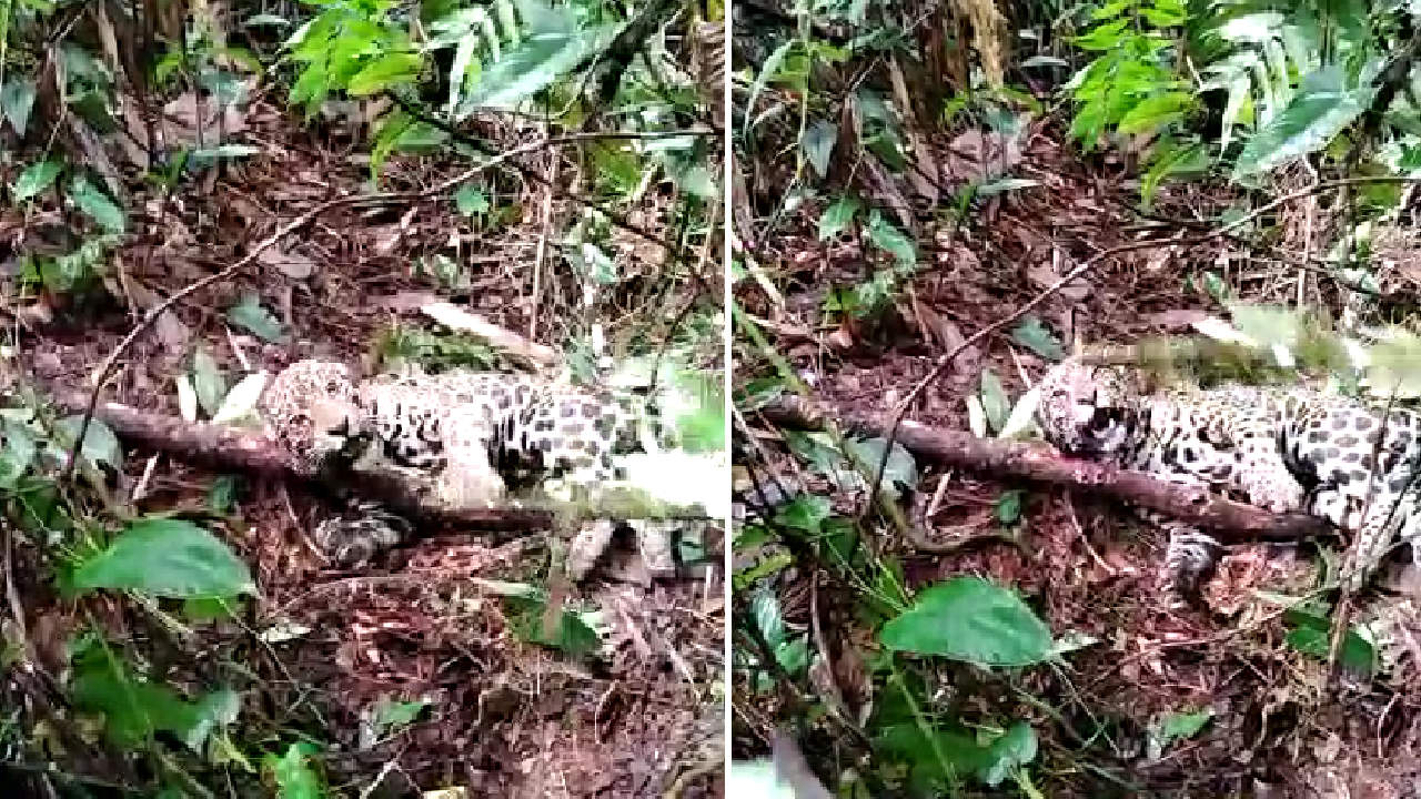 Autoridades hacen un llamado para detener la caza de felinos silvestres en Antioquia Las autoridades hacen un llamado para detener la caza de felinos silvestres en Antioquia