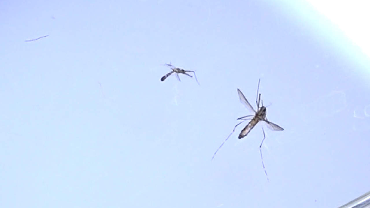 Alerta por brote de Leishmaniasis en Remedios