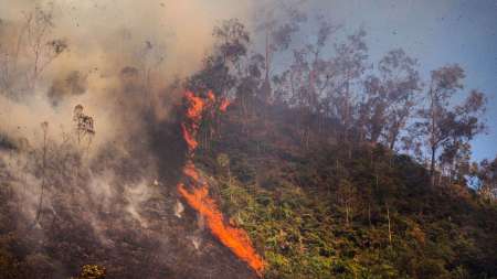 Más de 100 hectáreas de bosques naturales y plantaciones se han perdido por incendios