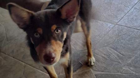 Una familia busca a su perrito Romero en Guarne Una familia busca a su perrito Romero en Guarne