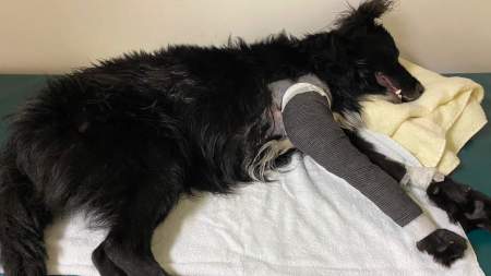 Salvador: un perrito valiente que se recupera con fuerza