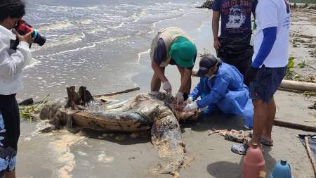 Encontraron una tortuga caná muerta en las playas de Necoclí Encontraron una tortuga caná muerta en las playas de Necoclí