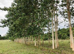 Siembran árboles en 350 hectáreas en el Bajo Cauca 1 WhatsApp Image 2023 05 02 at 9.17.04 PM 1