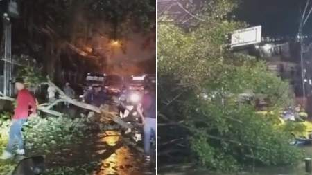 Las fuertes lluvias dejan varios árboles caídos en el Valle de Aburrá