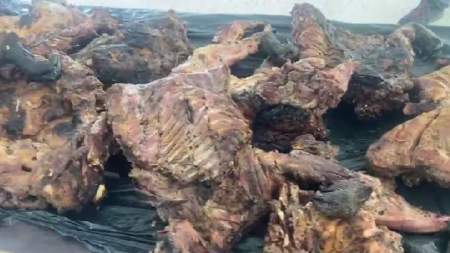 Incautan 50 kilos de carne de chigüiro en el Bajo Cauca