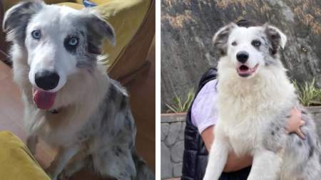 Niño con autismo busca a su perrito Cronos Niño con autismo busca a su perrito Cronos