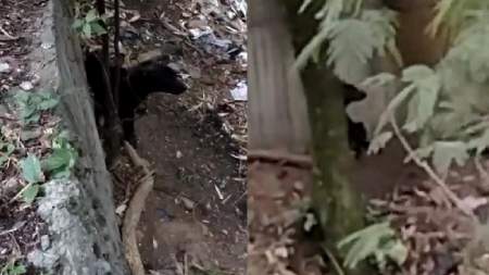 Perrito fue amarrado y abandonado en canalización del sector Belén