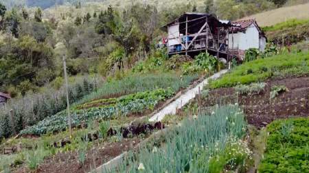 Con apoyo a productores Medellín recupera vocación agrícola