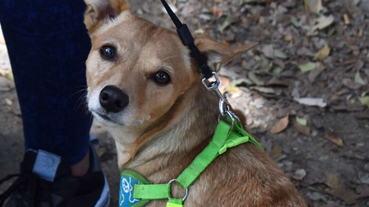ESTERILIZACION MASCOTAS 1