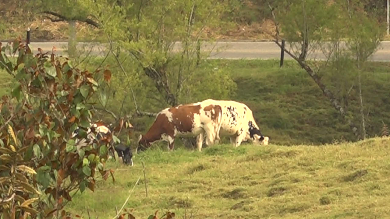 Iniciará primer ciclo de vacunación contra fiebre aftosa en el país Iniciará primer ciclo de ciclo de vacunación contra fiebre aftosa en el país