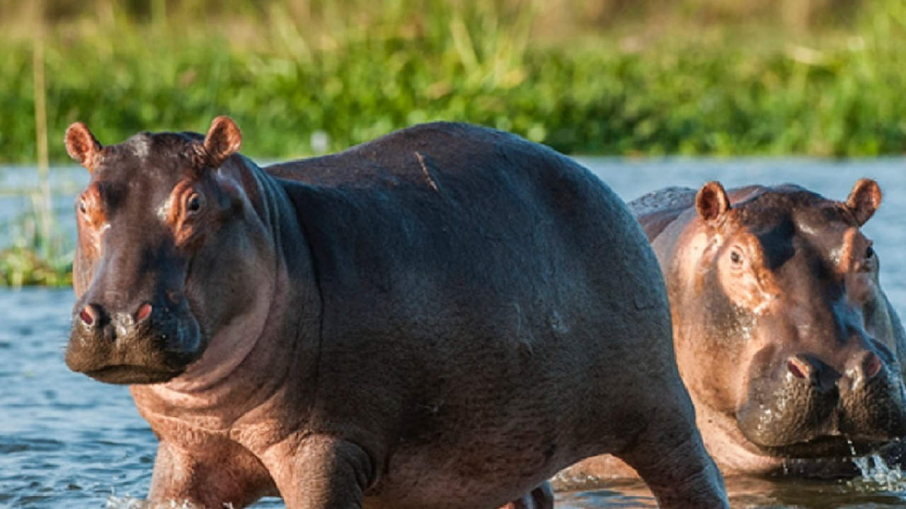 Audiencia para revisar si hipopótamos son invasores