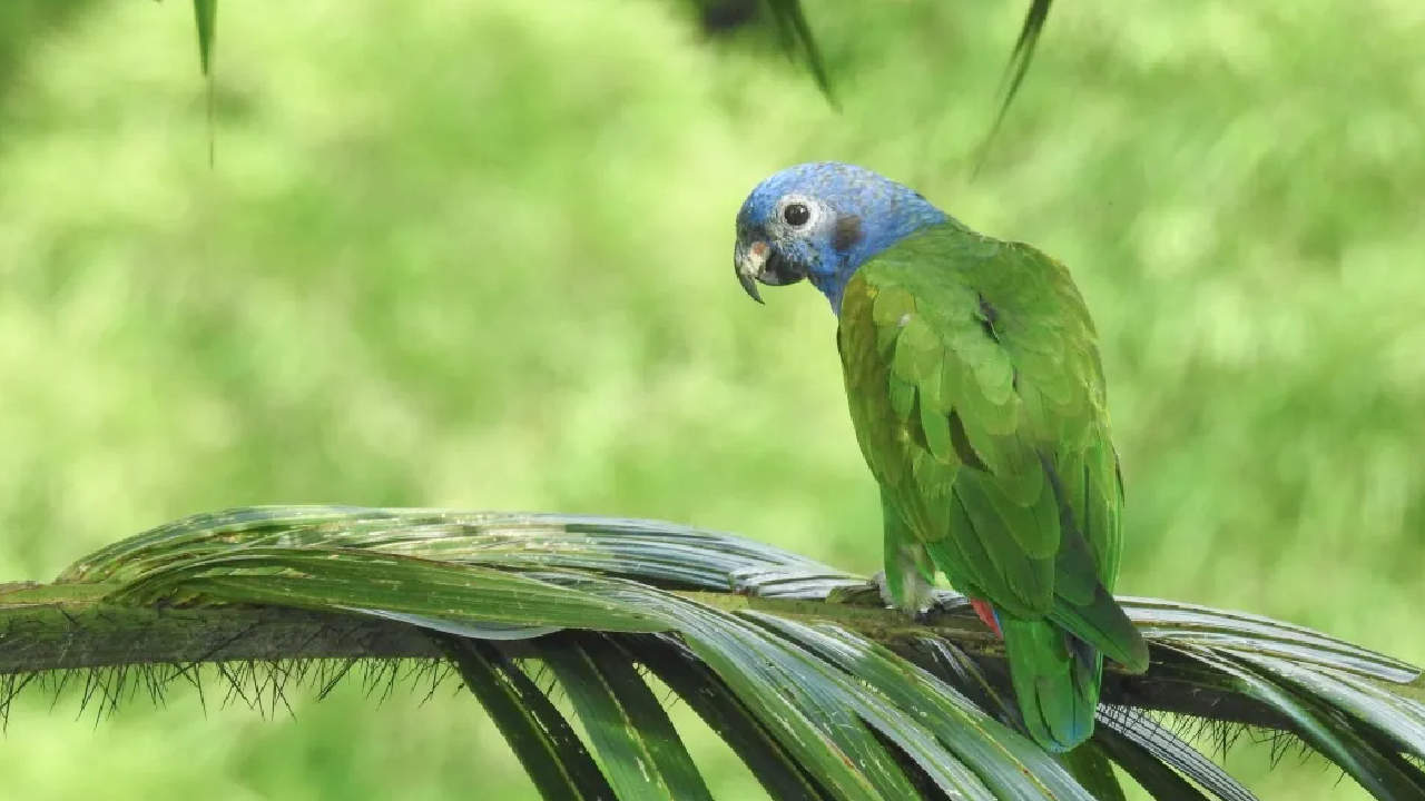 Loro cabeciazul fallece por malas condiciones de tenencia