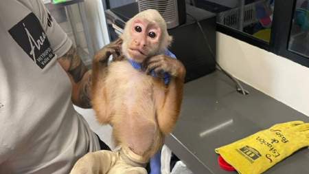 Rescatan mono cariblanco tras 6 meses de cautiverio