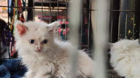 Autoridades recuperan 13 ejemplares de fauna en la plaza minorista