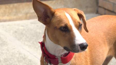 Lola regresó a casa gracias a su olfato