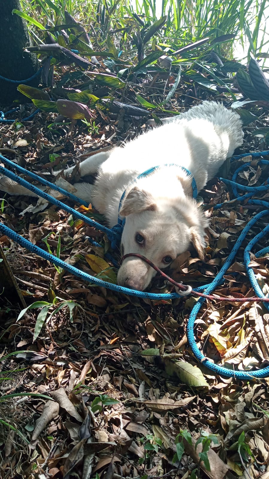 PERRO RESCATADO 2 1