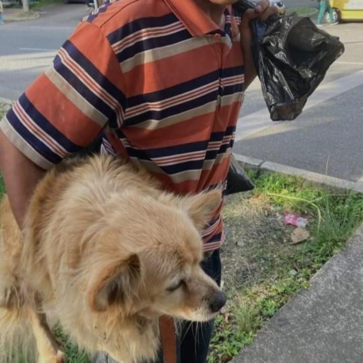 Comunidad denuncia maltrato contra una perrita en Medellín 1 WhatsApp Image 2023 06 11 at 11.19.34 AM