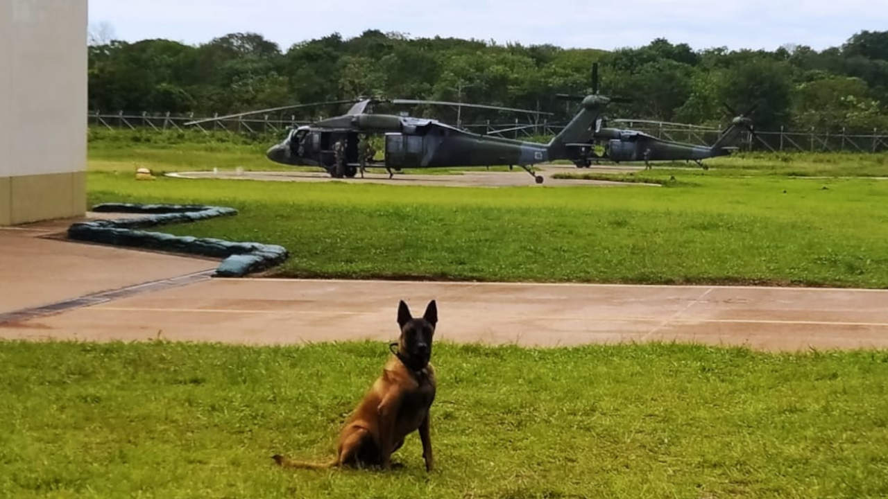 Así era el trabajo de los perros de búsqueda en la selva