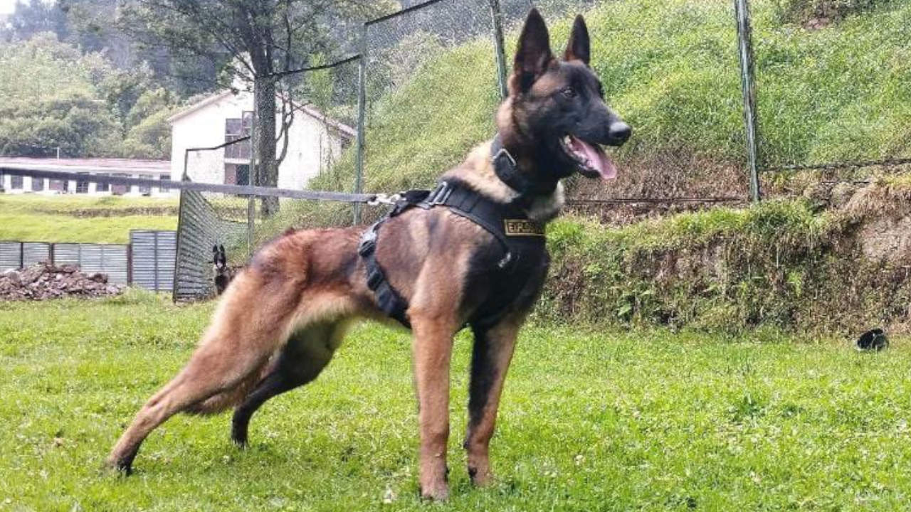 Se pierden las esperanzas de encontrar a Wilson: Fuerzas Militares anunciaron que es “improbable encontrarlo”