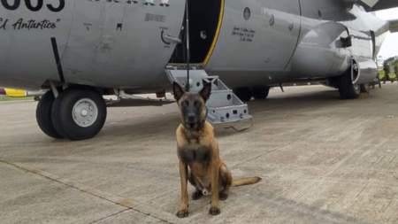 ¿Qué se sabe de Wilson, el perrito que también desapareció?