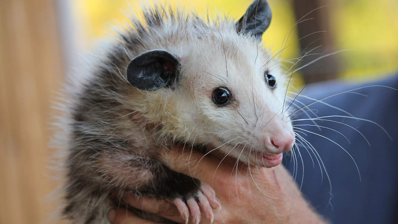 Las zarigüeyas no son ratas: aprenda a identificarlas y a cuidarlas