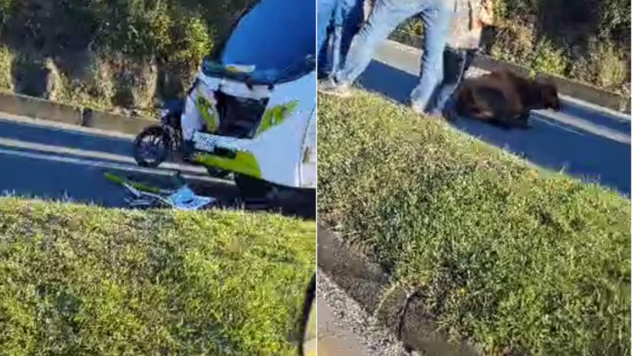 Registran choque entre un bus y una vaca en Guarne