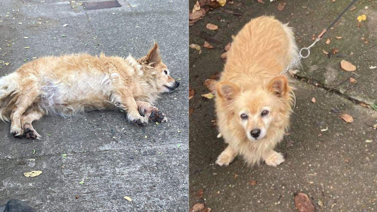 Comunidad denuncia maltrato contra una perrita en Medellín Comunidad denuncia maltrato contra una perrita en Medellín