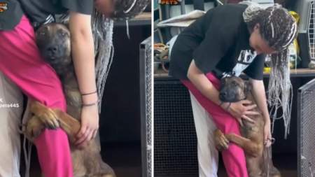 Pobrecito, suplicaba: un perrito se aferró a la pierna de una mujer para que lo adoptaran Pobrecito, suplicaba: un perrito se aferró a la pierna de una mujer para que lo adoptaran