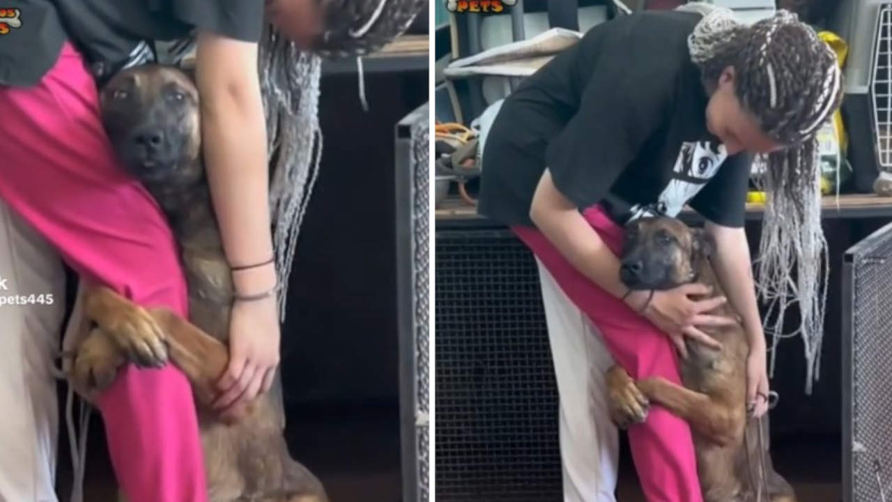Pobrecito, suplicaba: un perrito se aferró a la pierna de una mujer para que lo adoptaran
