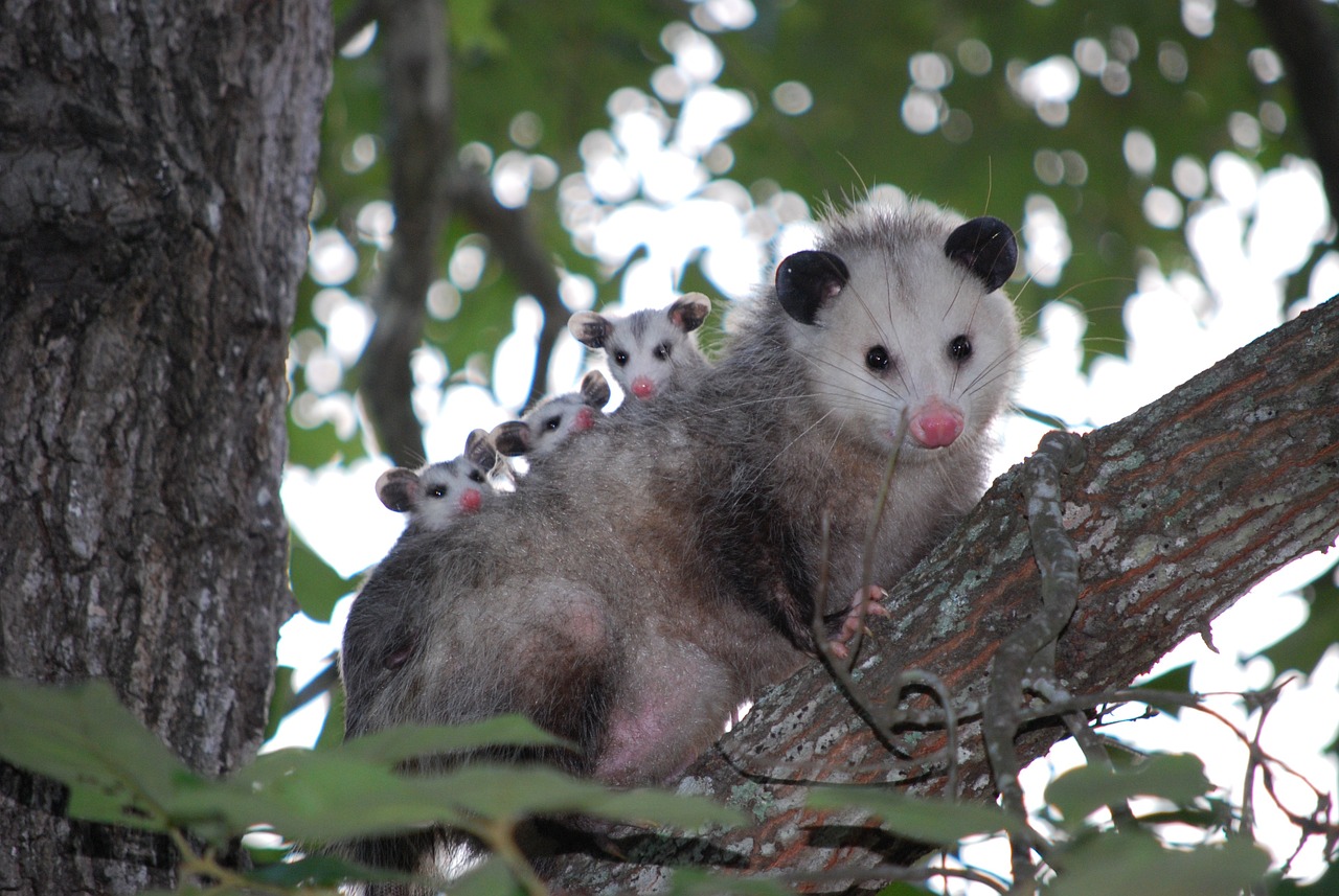 possum 1802326 1280