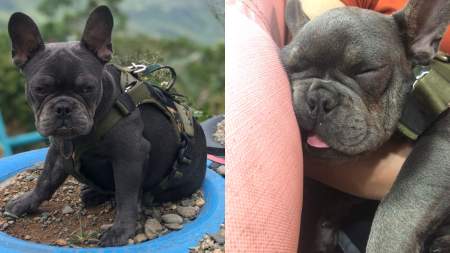 Familia continúa buscando a Romeo y ofrecen una buena recompensa quien llegue con el paradero de su perrito