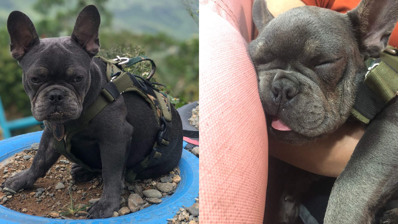 Familia continúa buscando a Romeo y ofrecen una buena recompensa quien llegue con el paradero de su perrito