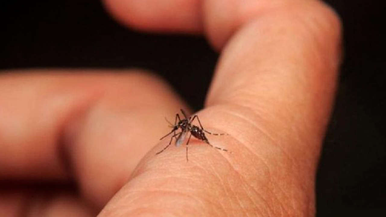 Cómo evitar enfermedades como el dengue, la malaria y el Zika en zonas tropicales dengue
