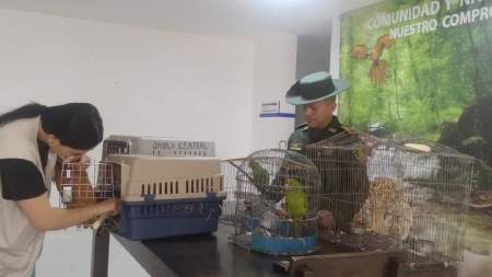 Recuperan fauna silvestre en municipios del suroeste antioqueño Recuperan fauna silvestre en municipios del suroeste antioqueño