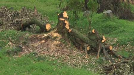 Aumento de demanda de madera, obliga a reforestación