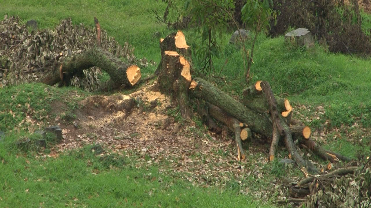 Aumento de demanda de madera, obliga a reforestación