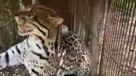 ocelote-liberado-suroeste-antioquia