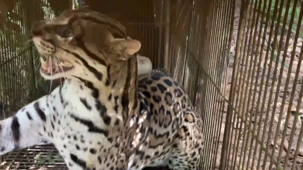 ocelote-liberado-suroeste-antioquia