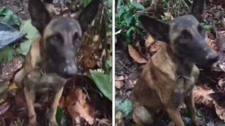 ¿Será Wilson? Encontrarían a un perrito similar en la selva del Guaviare