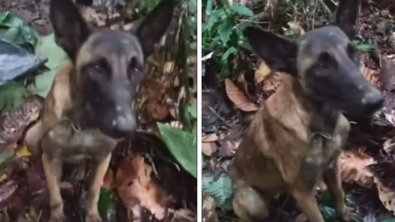¿Será Wilson? Encontrarían a un perrito similar en la selva del Guaviare