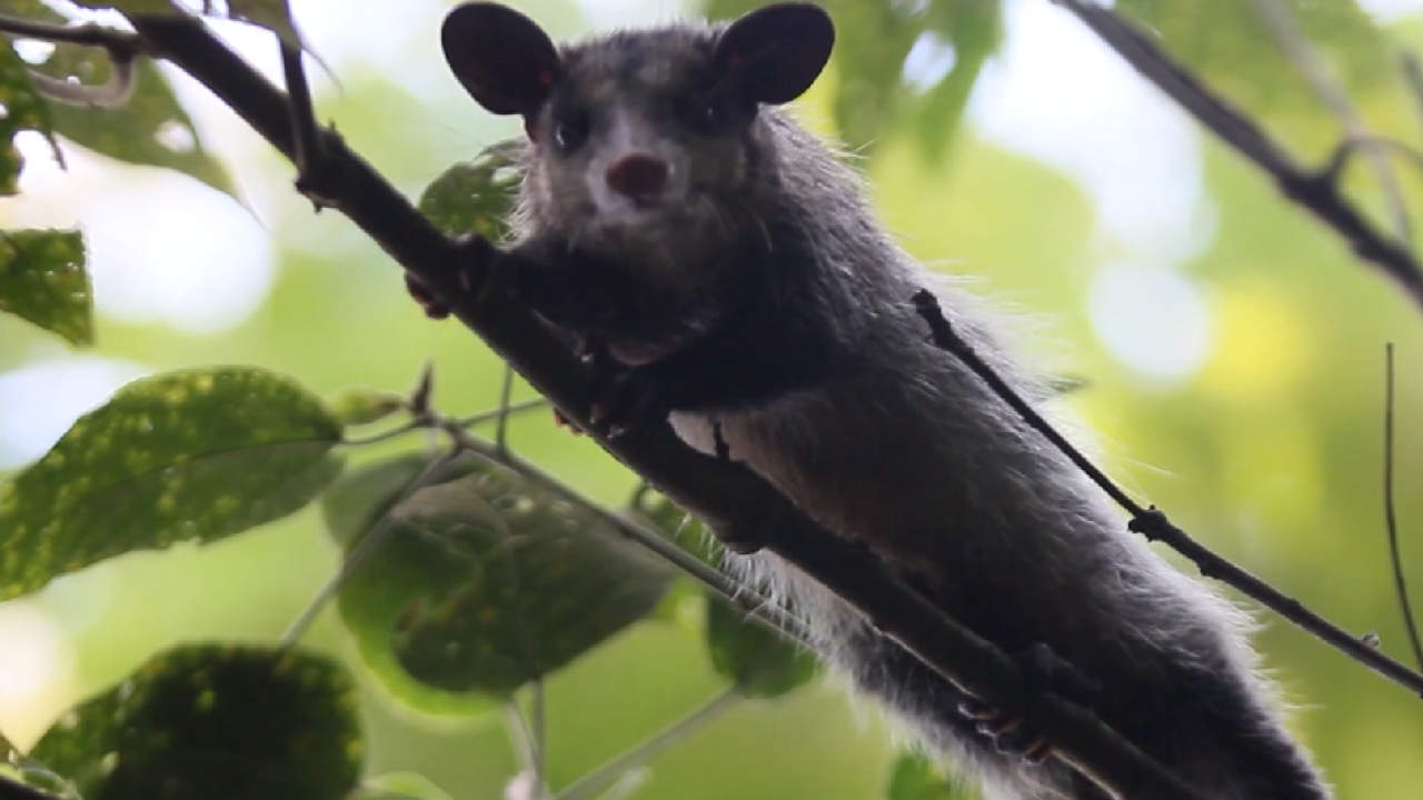Recuerde, las zarigüeyas son parte de la fauna urbana