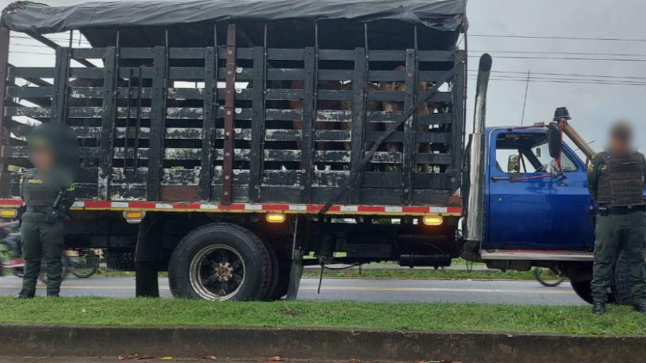 Incautaron 9 bovinos en el corregimiento de Currulao, Turbo