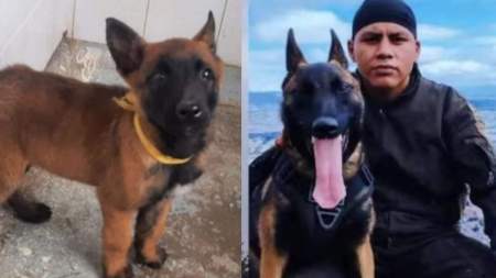 “Adiós, vaquero”: el guía de Wilson salió de la selva terminando la búsqueda del perrito