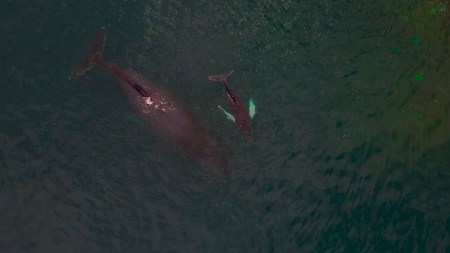 Con dron graban a ballenas jorobadas en el pacífico