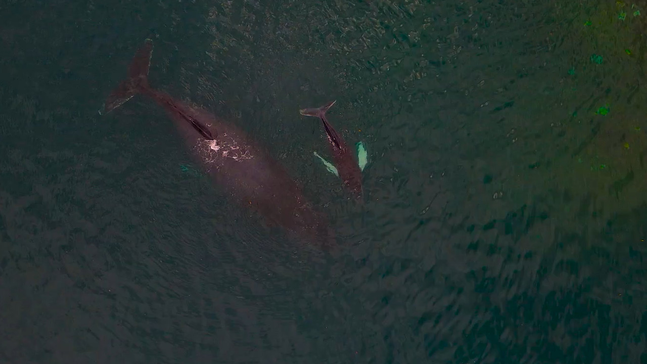 Con dron graban a ballenas jorobadas en el pacífico