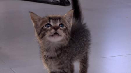 Cierran El Catfesito, centro de rescate gatuno con olor a café Cierran El Catfesito, centro de rescate gatuno con olor a café