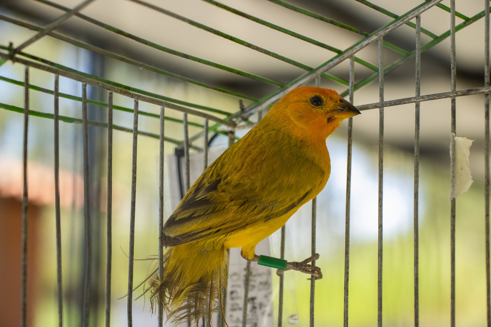 Fauna