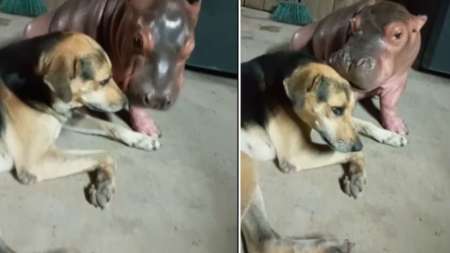 perro-hipopotamo-amigos