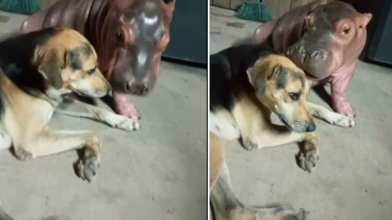 perro-hipopotamo-amigos