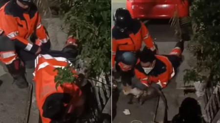 Rescatistas recuperan gato que se había refugiado en una alcantarilla en Bello